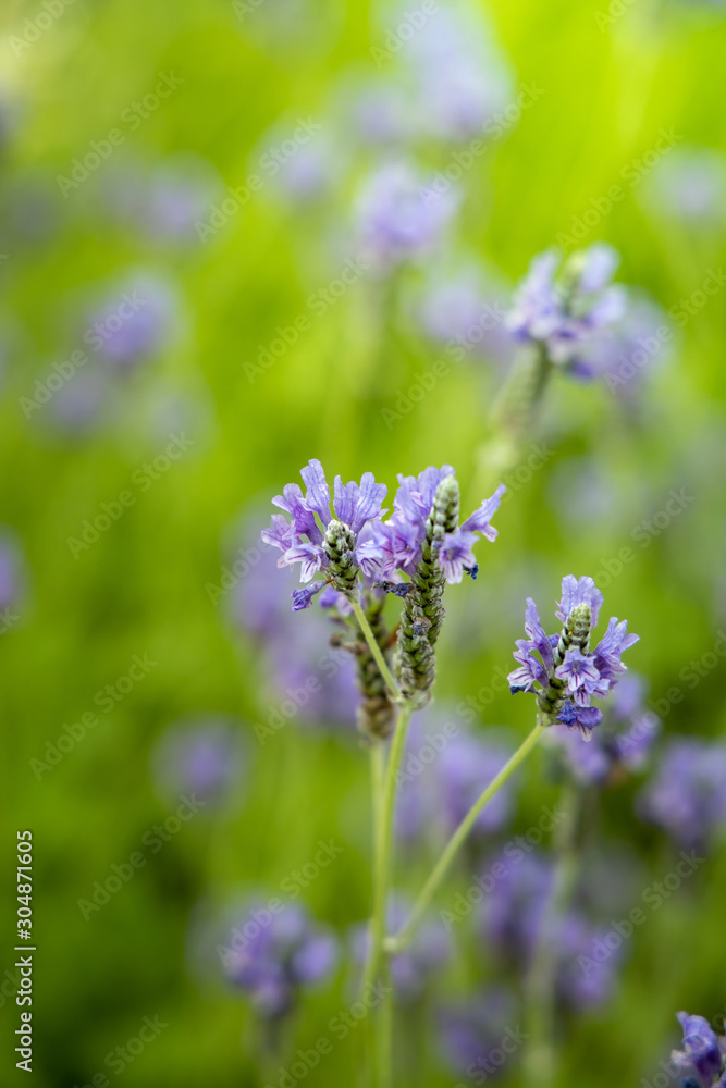 The background image of the colorful flowers The background image of the colorful flowers
