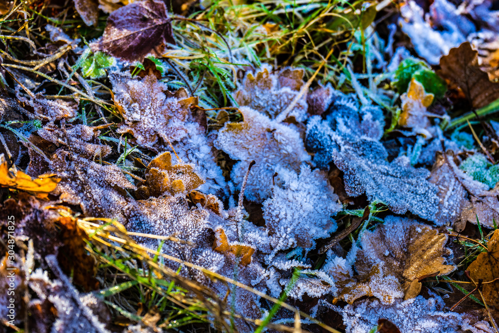Leaves covered with first ice