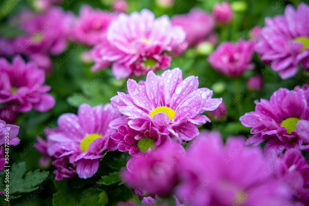 The background image of the colorful flowers The background image of the colorful flowers