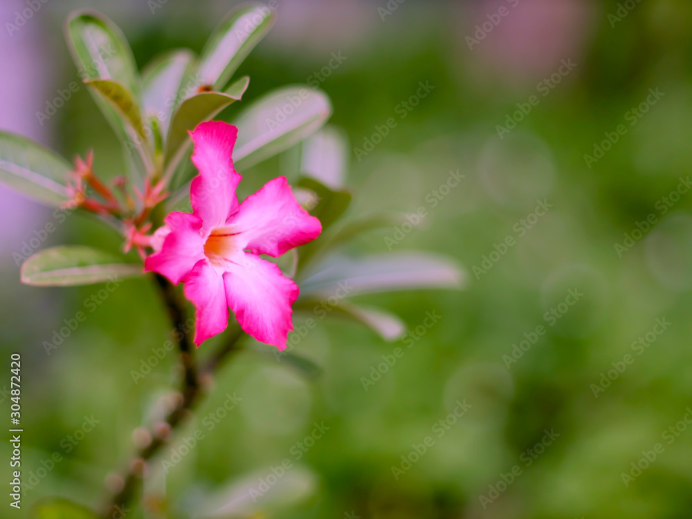 Obraz premium Azalea flowers. Pink bignonia flower on blurred green background.