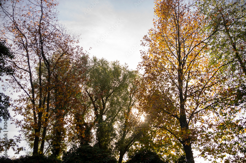 Fototapeta premium few alighted trees