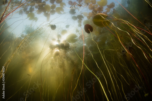 Sunlight pierces the canopy of lily pads in a freshwater pond on Cape Cod, Massachusetts. Ponds and lakes offer habitat for a wide variety of aquatic plants and wildlife.