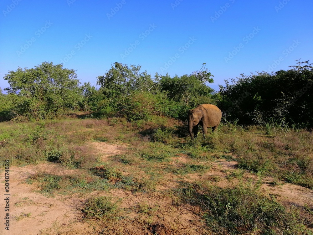 Fototapeta premium Elephant