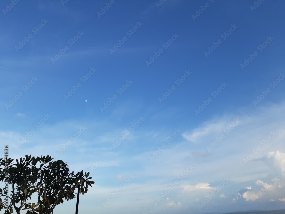 Obraz premium tree and blue sky