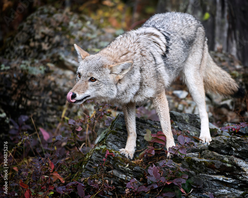 Tablou canvas Coyote in Fall colors in Montana, USA
