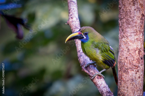 Emerald toucanet, Aulacorhynchus prasinus. Birds of Costa Rica. San Gerardo de Dota. photo