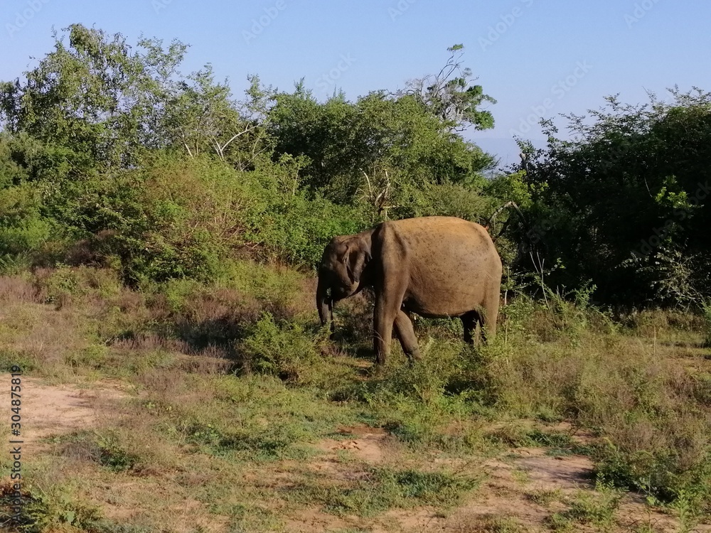 Elephant Elephant