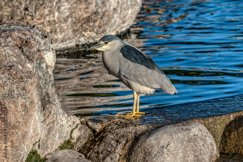 Black Crowned Night Heron