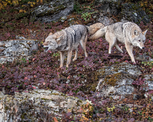 Coyote in Fall colors in Montana, USA photo