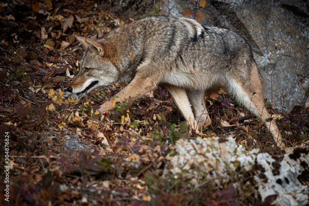 Coyote in Fall colors in Montana, USA Coyote in Fall colors in Montana, USA