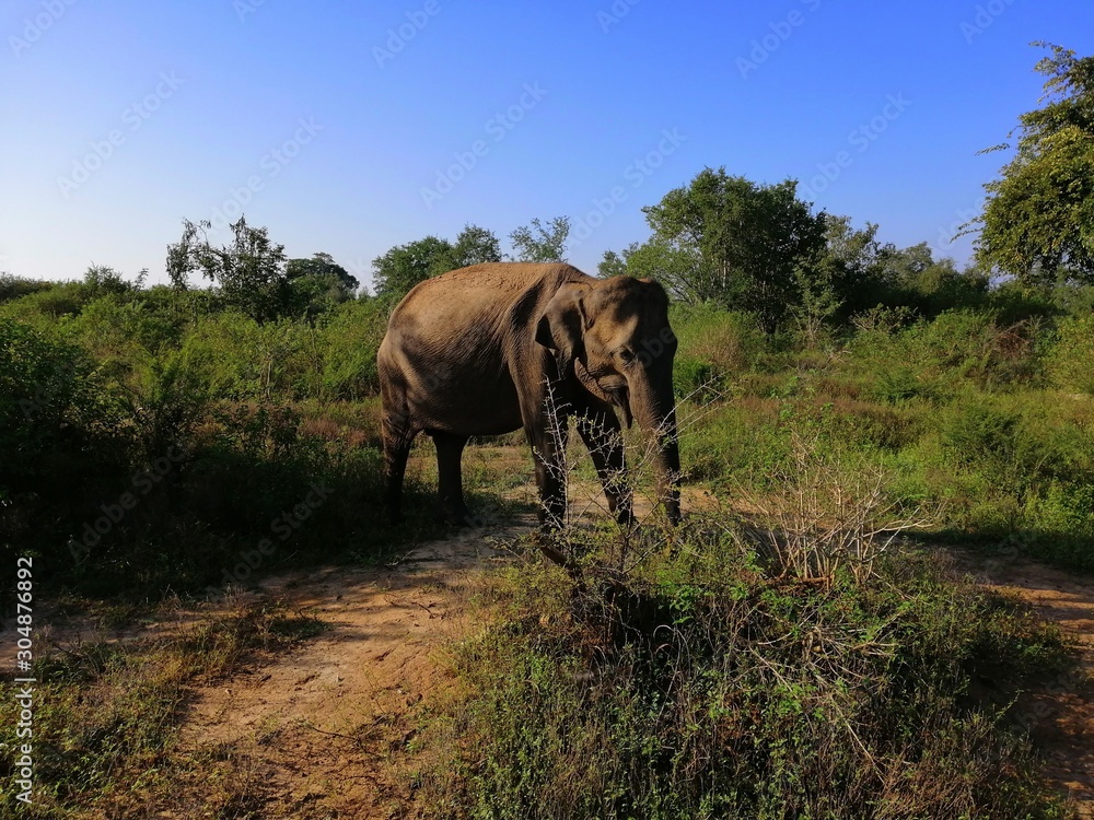 Fototapeta premium Elephant