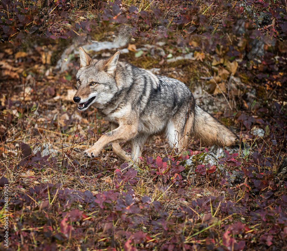 Fototapeta premium Coyote in Fall colors in Montana, USA