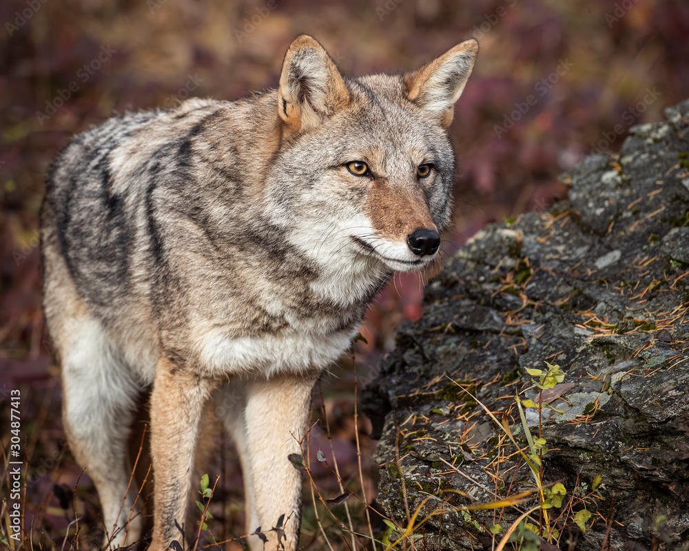 Naklejka premium Coyote in Fall colors in Montana, USA
