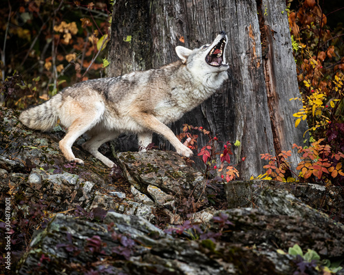 Fotografering Coyote in Fall colors in Montana, USA