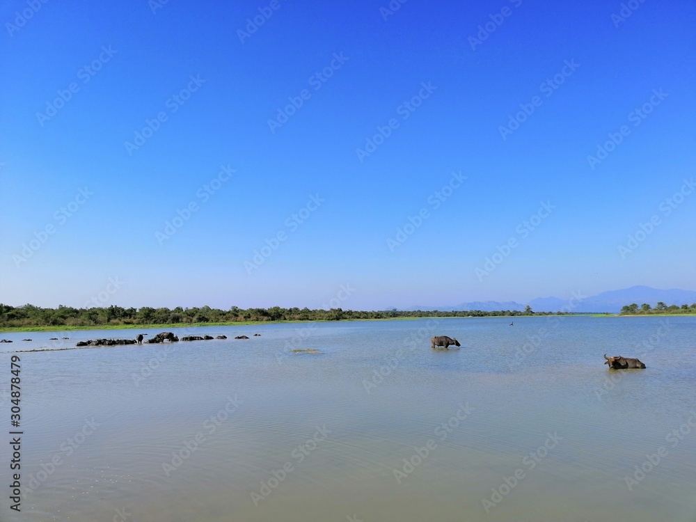 Lake and water Buffalo