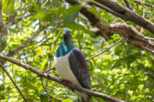 New Zealand Wood Pigeon Male