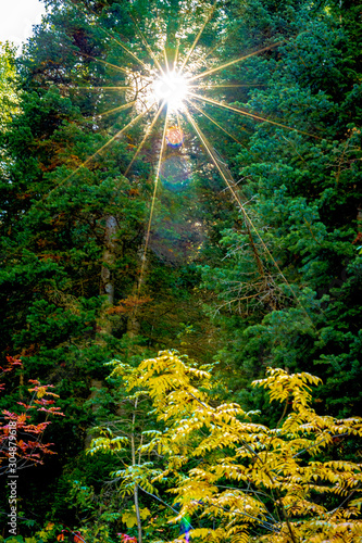 sun rays through the trees