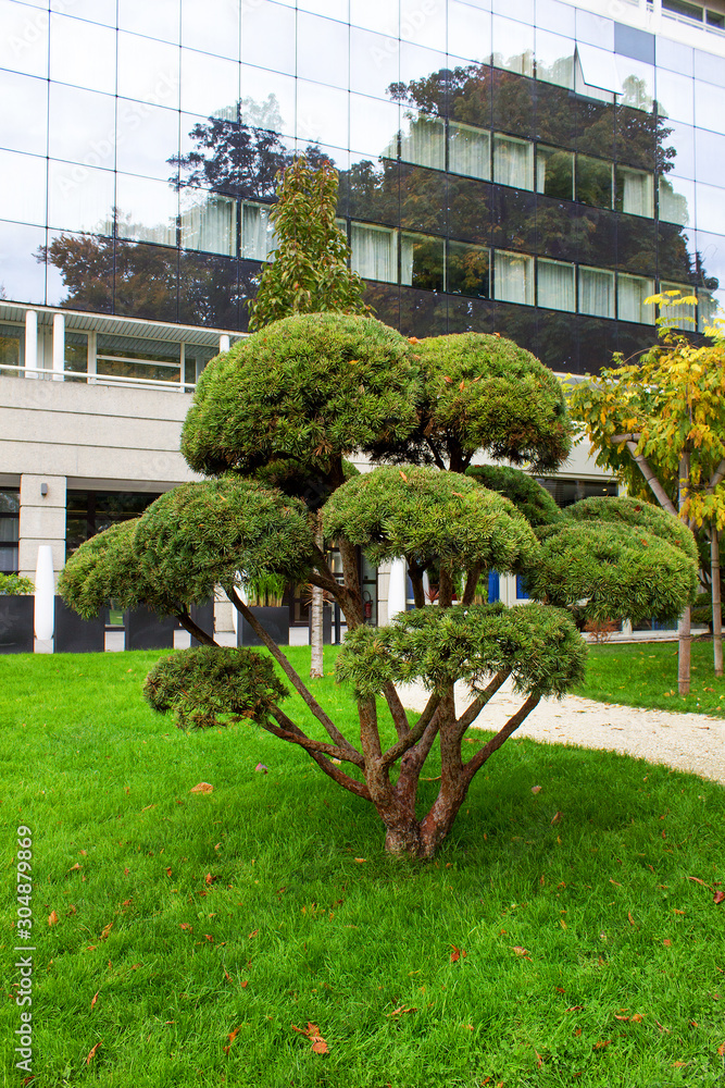 green city japanese garden tree cut style in urban europe park