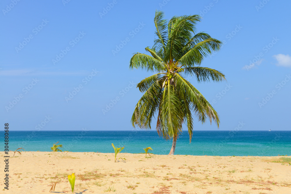 Tropical Beach with Coconut Palm Trees and blue sky