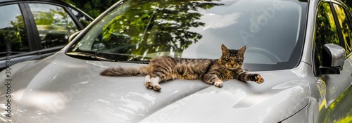 Canvas Print A tabby cat lounges comfortably on a silver car hood, basking in sunlight with trees reflected in the windshield—an adorable moment of feline relaxation outdoors