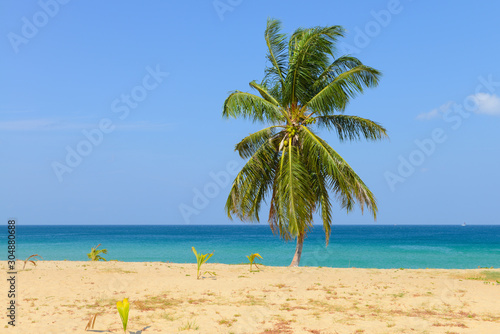 Tropical Beach with Coconut Palm Trees and blue sky