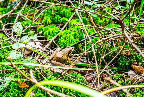 A ground frog in a forest