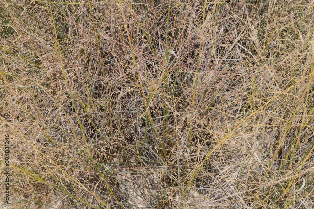 A closeup view of grass at White Sands. A closeup view of grass at White Sands.