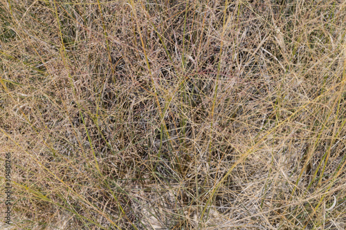 A closeup view of grass at White Sands.