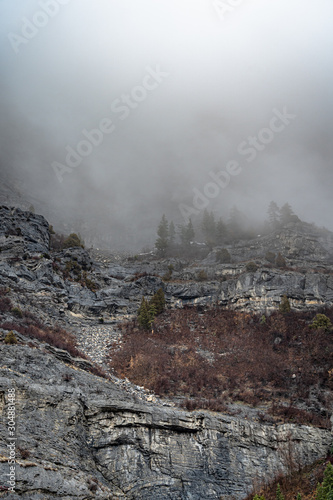 trees through fog on the mountain