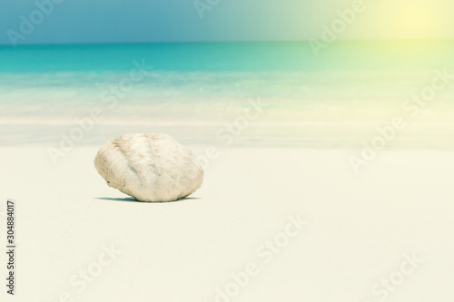 White seashell in pristine maldives beach