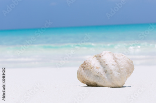Murais de parede White seashell in pristine maldives beach