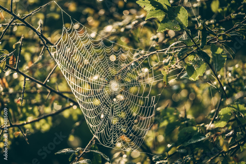 The spider web (cobweb) with waterdrops closeup on grass