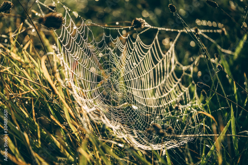 The spider web (cobweb) with waterdrops closeup on grass