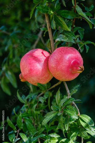 Red ripe pomegranate fruit on tree branch in the garden