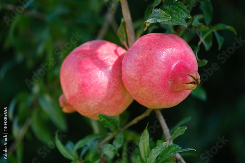 Red ripe pomegranate fruit on tree branch in the garden