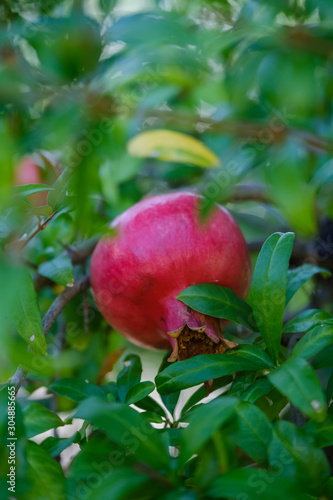 Red ripe pomegranate fruit on tree branch in the garden
