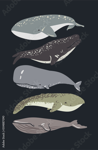 Vector illustration of whale. Set of vector whales.