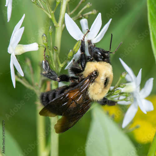 Bombus griseocollis, brown-belted bumble bee