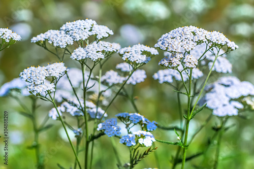 Plant Yarrow ordinary (Achillea millefolium )