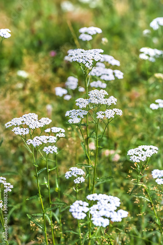 Plant Yarrow ordinary (Achillea millefolium )