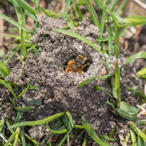 Andrena dunningi, Dunning's mining bee in nest