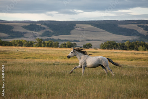 horse running in field