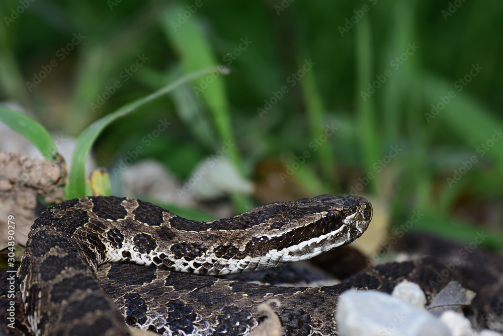 Sistrurus catenatus tergeminus Sistrurus catenatus tergeminus