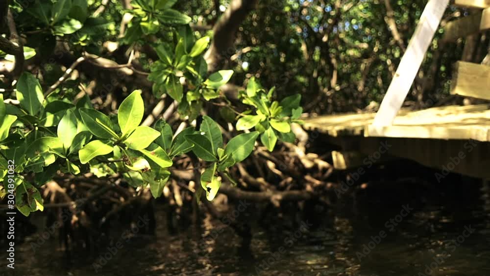 Beautiful close up of Caribbean mangrove Beautiful close up of Caribbean mangrove