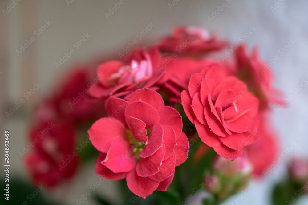 pink rose on black background pink rose on black background