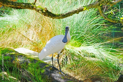 A black-faced spoonbill bird in Australia