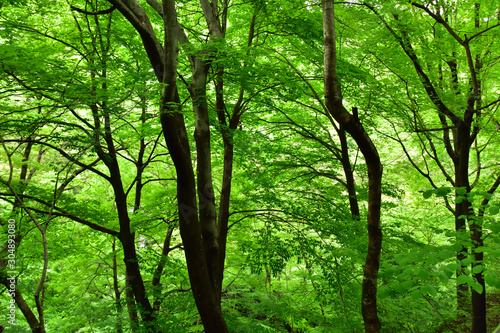 新緑の森