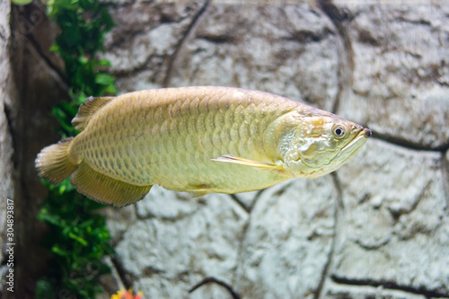 Arwana Tropical fish in Papua (Scleropages Jardinii) photo