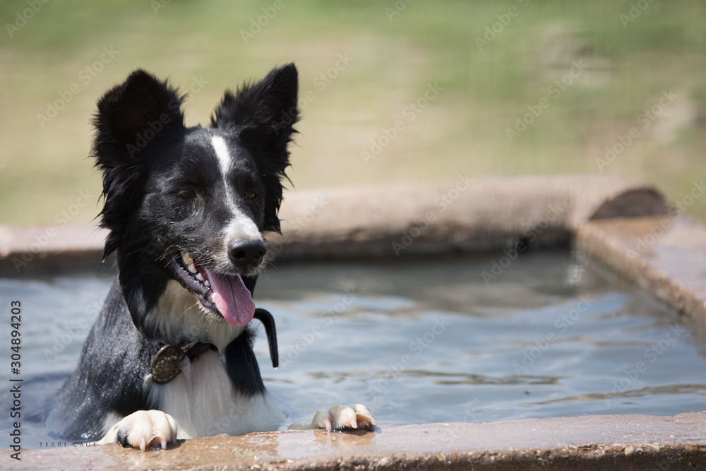 Ranch Dogs Ranch Dogs