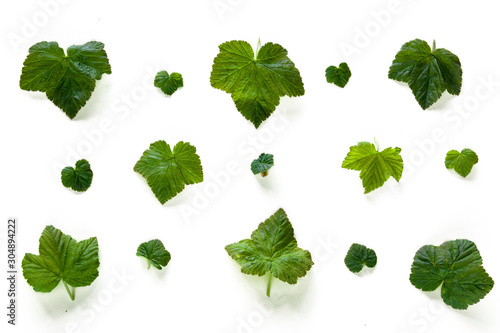 collection of green leaves isolated on white